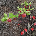Gooseberry Seeds - Ribes uva-crispa | 10 Alaska Grown Seeds | Cold Hardy Berry Shrub