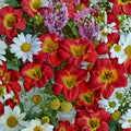 Red Hot Returns Daylily - 3 Bare Root Reblooming Perennial Plants