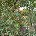 Ilex pedunculosa 'Female' – Longstalk Holly Live Plant in 2 Gallon Pot | Evergreen Shrub with Red Berries
