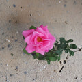 Perfume Delight Hybrid Tea Rose – Fragrant Pink Rose Bush 3 Gallon Plant