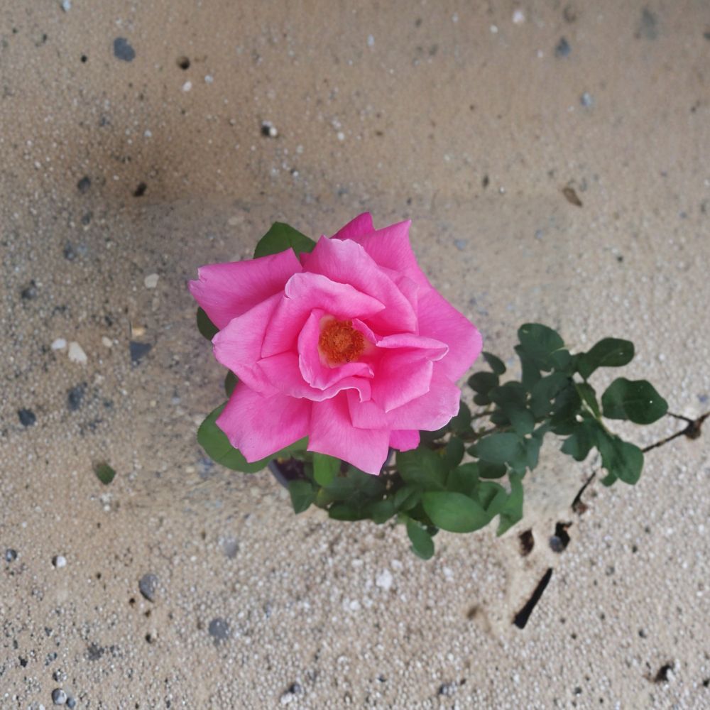Perfume Delight Hybrid Tea Rose – Fragrant Pink Rose Bush 3 Gallon Plant
