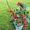 Jolly Red Winterberry Holly - Native Shrub in 2 Gallon Pot | Ilex verticillata