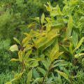 Golden Times Variegated Forsythia - Live Flowering Shrub in 1 Gallon Pot