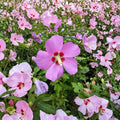 Woodbridge Rose of Sharon – Hibiscus syriacus Live Plant in 2 Gallon Pot | Pink Flowering Shrub