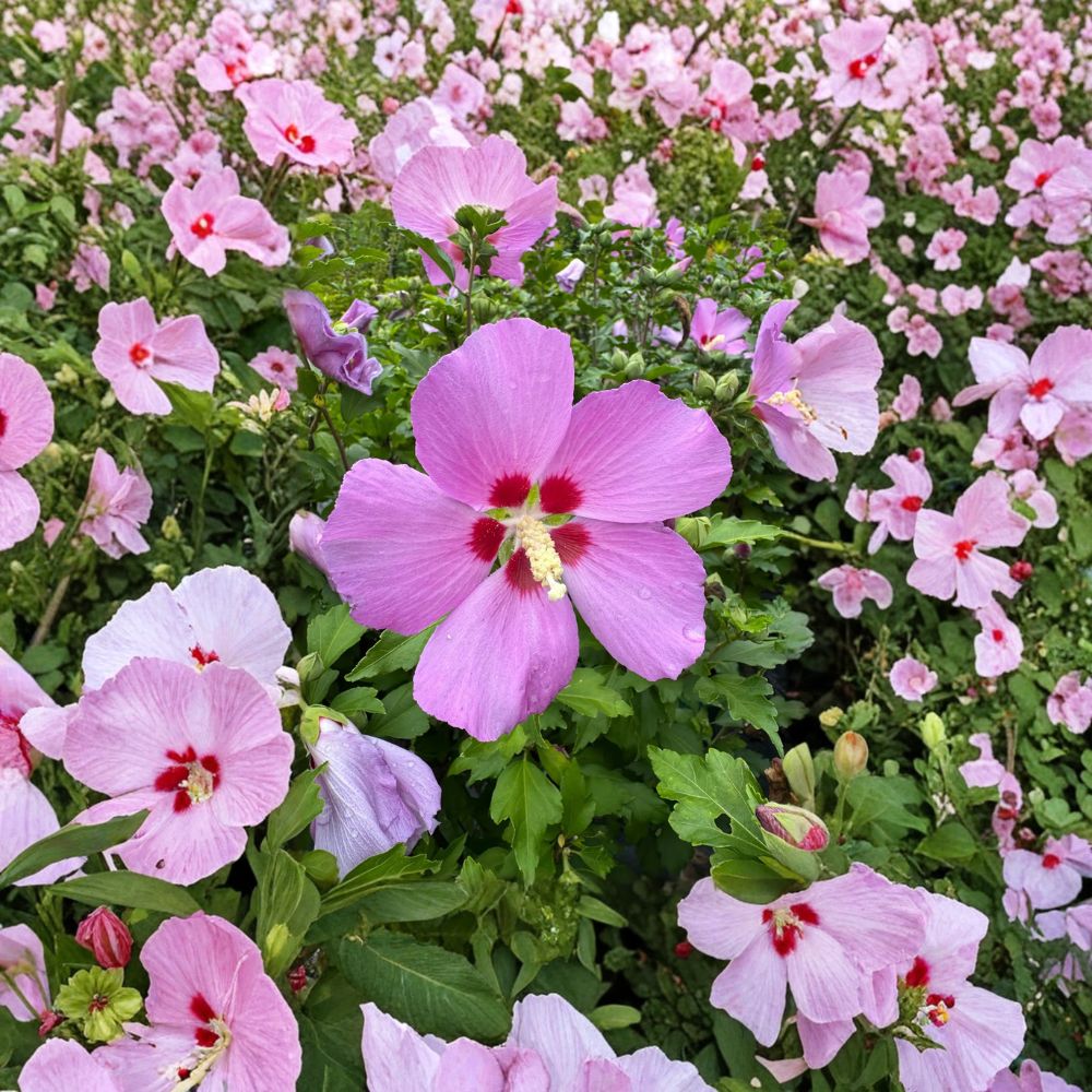 Woodbridge Rose of Sharon – Hibiscus syriacus Live Plant in 2 Gallon Pot | Pink Flowering Shrub