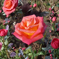 Mikado Hybrid Tea Rose – Scarlet Yellow Bi-Color Rose Bush | 2 Gallon Plant