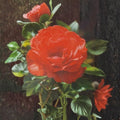 Impatient Floribunda Rose Orange Red Live Bush Plant 1 Gallon Root Ball Wrapped