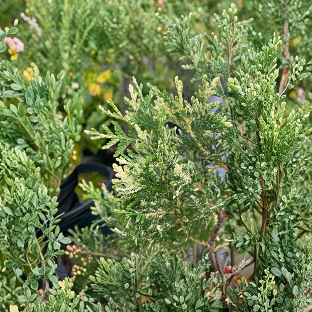 Wansdyke Silver Arborvitae - Variegated Evergreen Tree in 1 Gallon Pot | Thuja occidentalis
