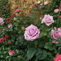 Blue Girl Rose – Rosa Hybrid Tea Live Plant | 1 Gallon | Fragrant Lavender Blooms
