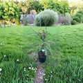 Glauca Pendula Norway Spruce - 18 Inch Live Weeping Blue Evergreen in 1 Gallon Pot