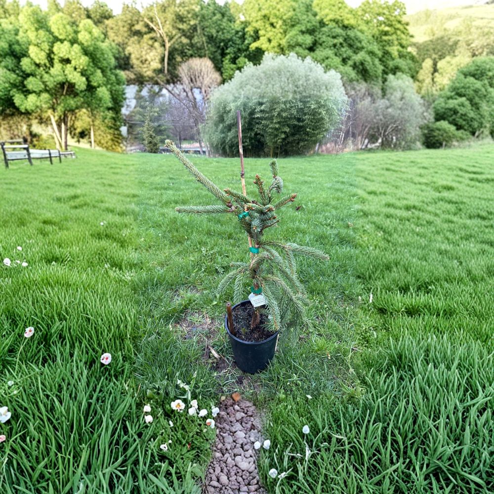 Glauca Pendula Norway Spruce - 18 Inch Live Weeping Blue Evergreen in 1 Gallon Pot
