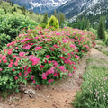Double Play® Doozie® Spiraea japonica Live Plant | 4 Inch Pot | Non-Invasive Flowering Shrub