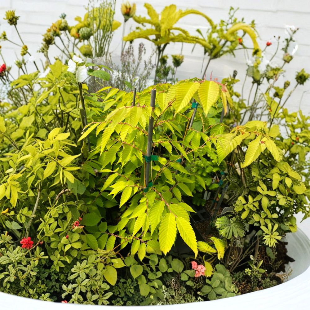 Ogon Japanese Zelkova – 12 Inch Tall Live Grafted Tree | Zelkova serrata 'Ogon' with Golden Foliage