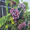 Black Supreme Muscadine Grape Vine – Vitis rotundifolia Live Plant | 1 Gallon Size | Root-Wrapped | Backyard Vineyard Friendly