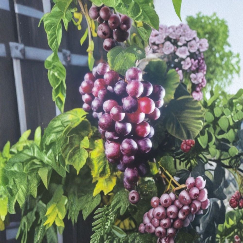 Black Supreme Muscadine Grape Vine – Vitis rotundifolia Live Plant | 1 Gallon Size | Root-Wrapped | Backyard Vineyard Friendly