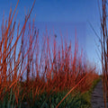 Cornus sericea 'Baileyi' Red Twig Dogwood Live Plant | 4 Inch Pot | Native Flowering Shrub