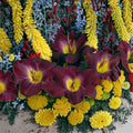 Hemerocallis 'Strutters Ball' Daylily – 3 Bare Root Plants | Deep Purple Blooms | Hardy Perennial