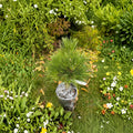 Pinus thunbergii 'Whiskey Hill Thundercloud' Japanese Black Pine Live Plant 12 Inch Evergreen Conifer