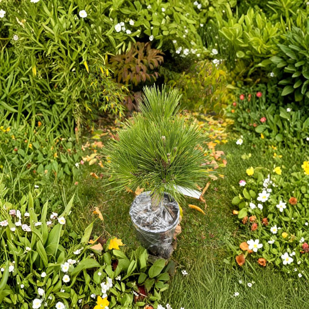 Pinus thunbergii 'Whiskey Hill Thundercloud' Japanese Black Pine Live Plant 12 Inch Evergreen Conifer