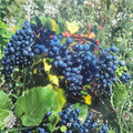 Concord Grape Vine – Vitis labrusca Live Plant | 2 Gallon Size | Root-Wrapped Healthy Vine