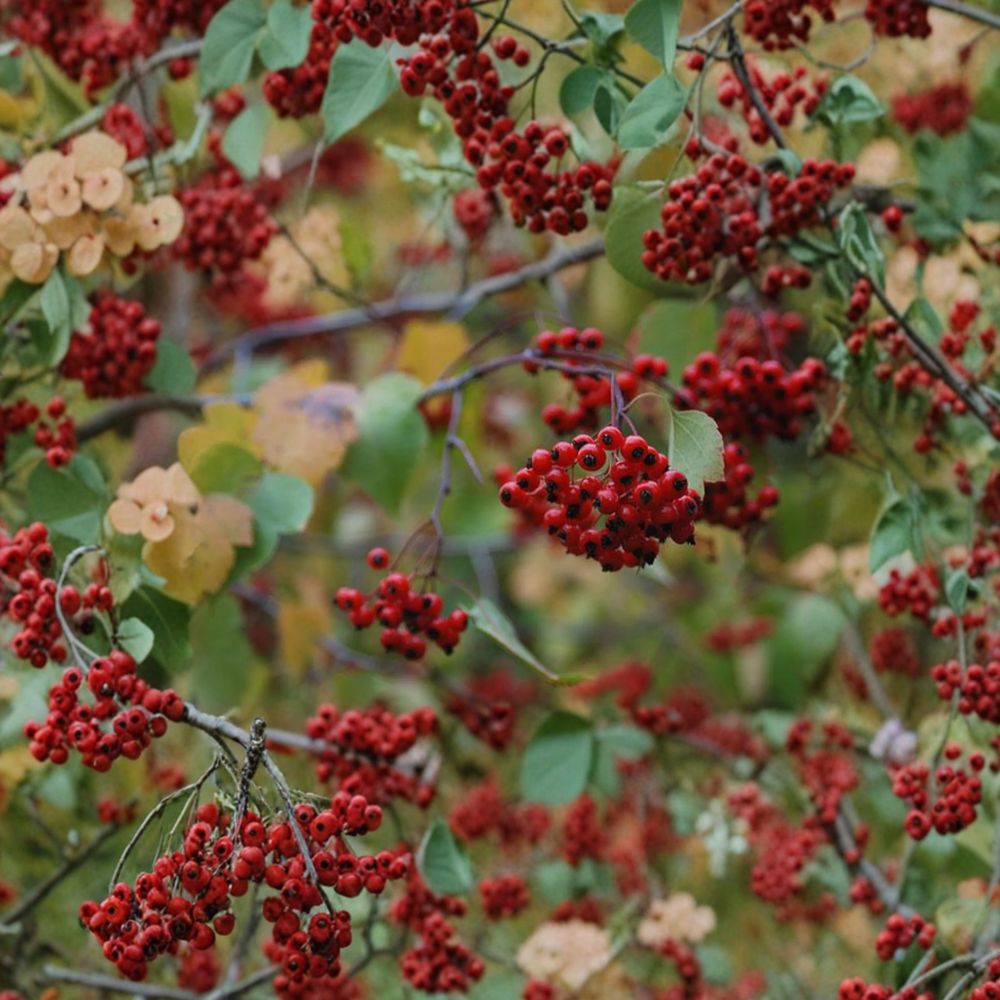 Washington Hawthorn Tree - Native Ornamental Tree in 1 Gallon Pot | Crataegus phaenopyrum