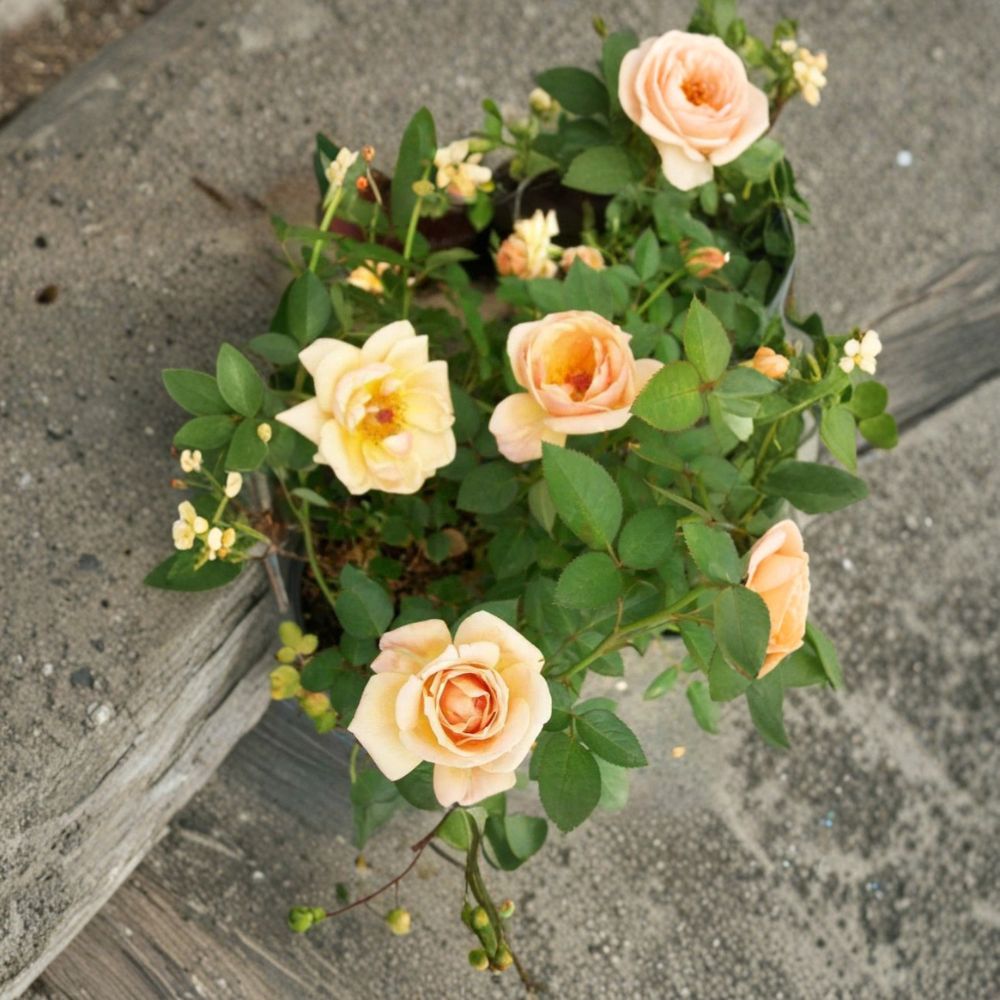 Southern Peach Apricot Yellow Rose – 2 Gallon Live Bush Plant | Peach Yellow Blooms