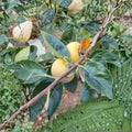 Fuyu Persimmon Tree – Diospyros kaki Live Fruit Tree | 4–6 Feet Tall | Sweet Non-Astringent Persimmons
