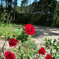 Climbing Don Juan Rose – 5 Gallon Live Rose Bush with Deep Red Fragrant Blooms