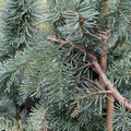 Abies procera 'DelBar Cascade' Noble Fir Live Plant | 10 Inch Weeping Blue Evergreen Conifer in 1 Gallon Pot