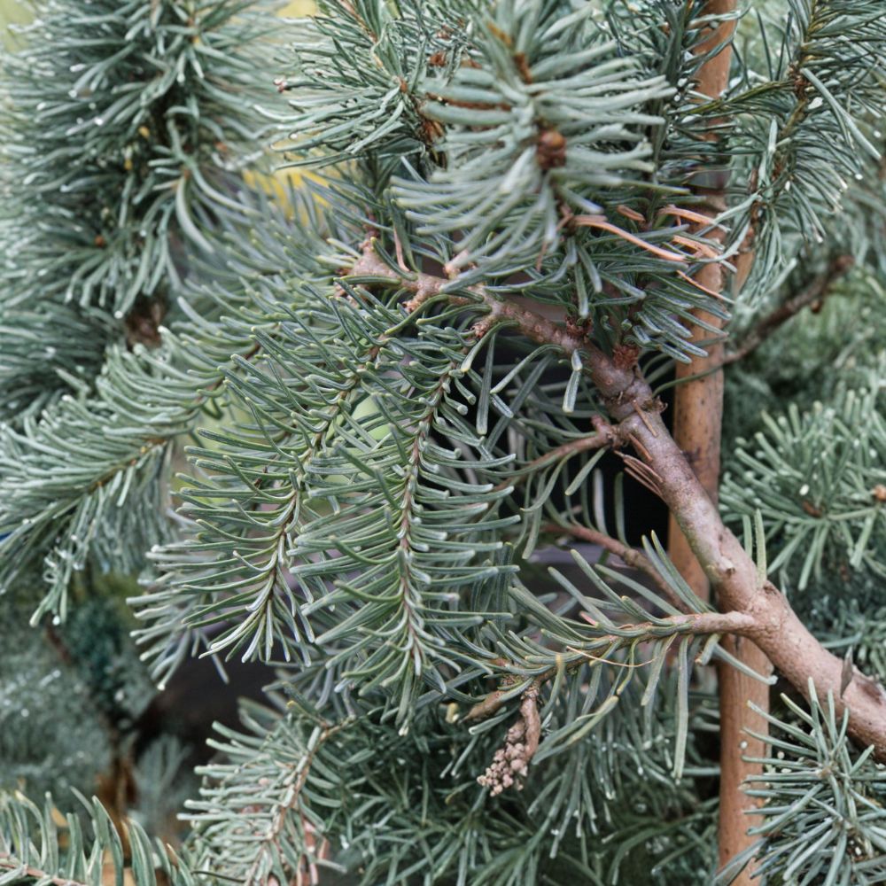 Abies procera 'DelBar Cascade' Noble Fir Live Plant | 10 Inch Weeping Blue Evergreen Conifer in 1 Gallon Pot