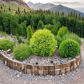 Thuja occidentalis 'Aurea' – Golden Globe Arborvitae Live Plant in 4 Inch Pot | Compact Golden Evergreen Shrub