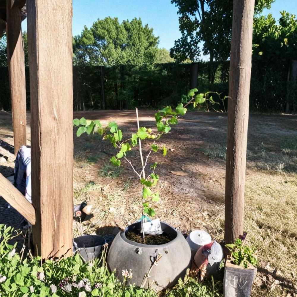 Bronze Summit Muscadine Grape Vine - 3 Gallon Live Plant | Female Variety Requires Pollinator