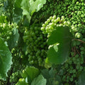 Chardonnay White Wine Grape Vine – 4–6 Ft Tall Live Plant | Self-Fertile Fruit Vine