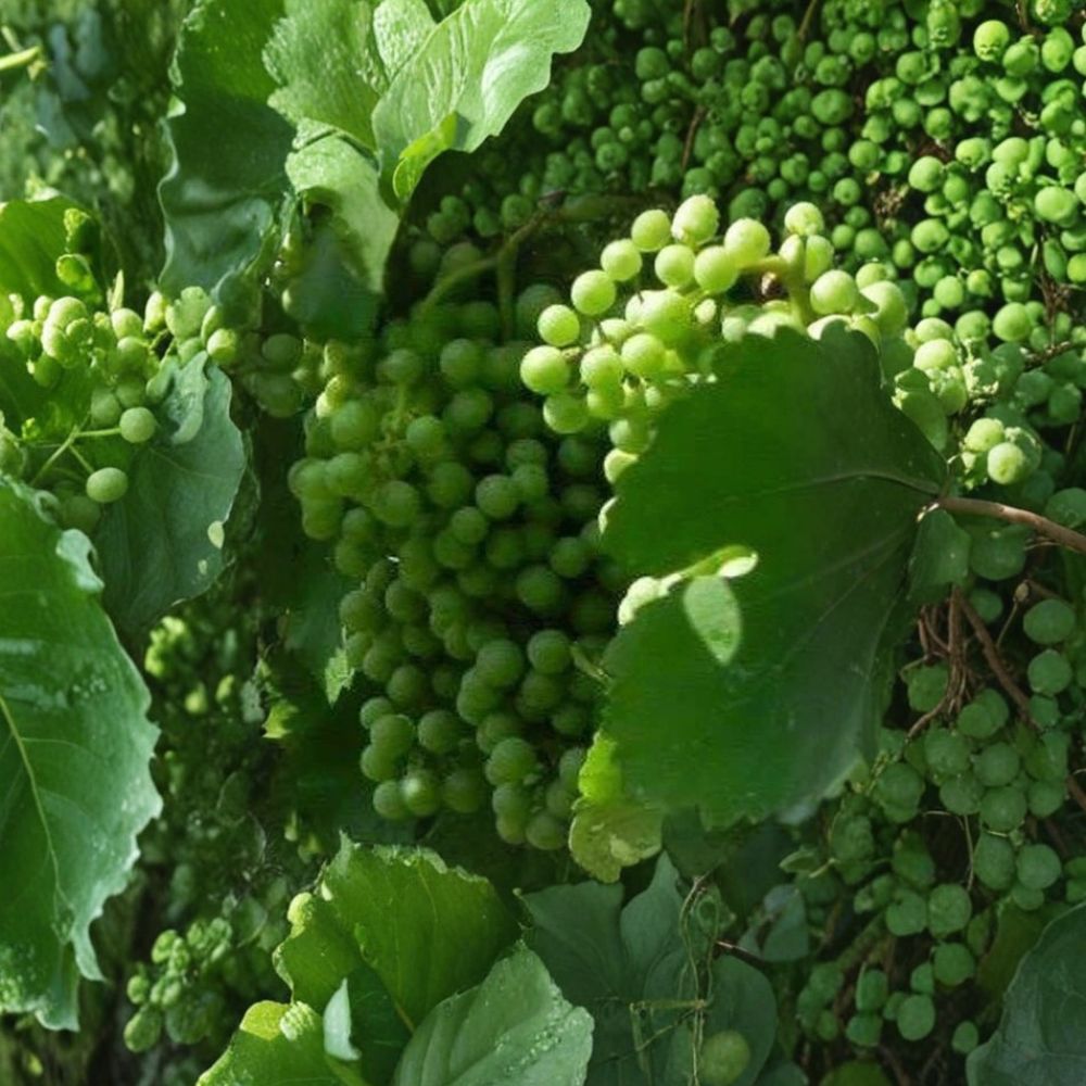 Chardonnay White Wine Grape Vine – 4–6 Ft Tall Live Plant | Self-Fertile Fruit Vine