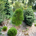 Cynthia Waxman Japanese Umbrella Pine - Rare Evergreen Conifer in 2 Gallon Pot