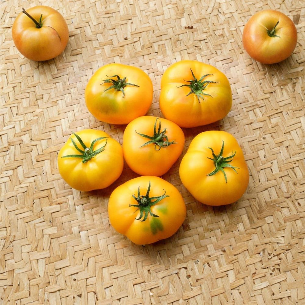 Azoychka Tomato Seeds – 50 Organically Grown Russian Yellow Beefsteak Heirloom | Easy to Grow