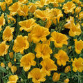 Hemerocallis 'Stella de Oro' Daylily – 3 Bare Root Plants | Reblooming Golden Perennial