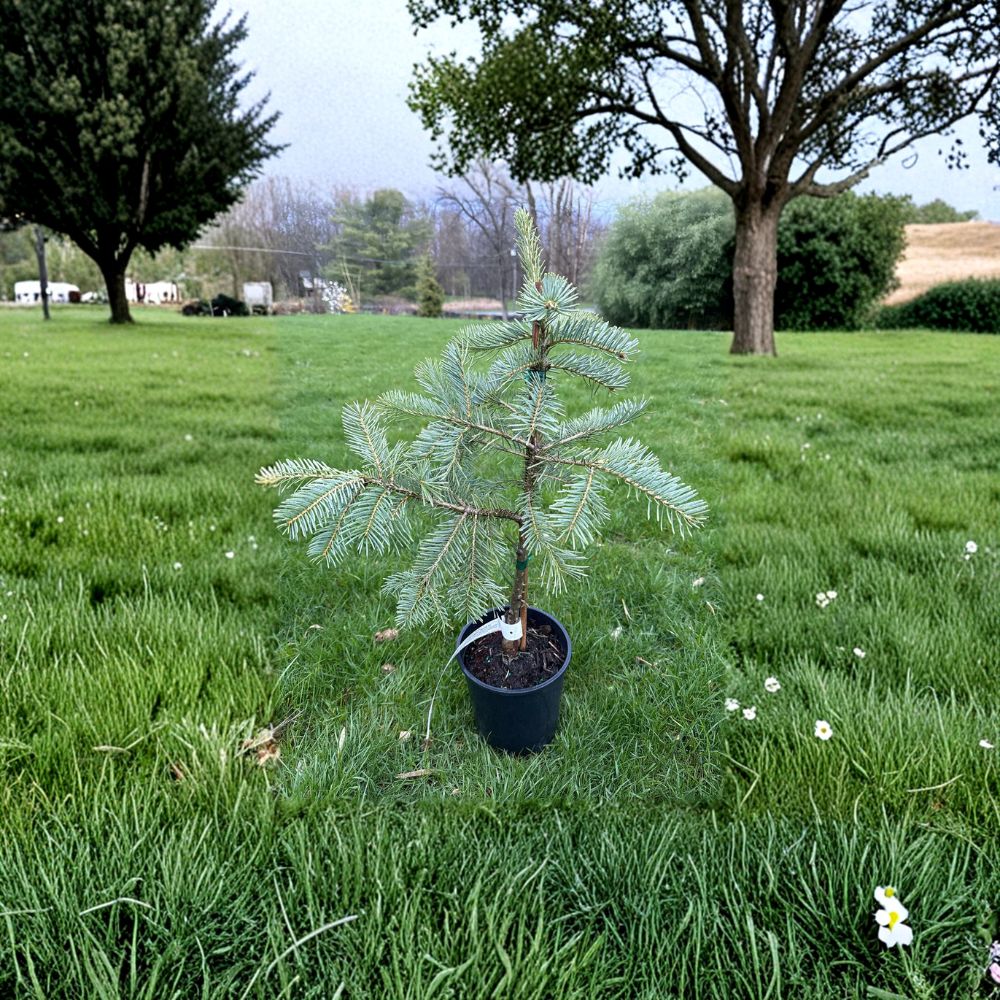 Leuteneggeri Hybrid Fir - 12 Inch Tall Live Evergreen Conifer in 1 Gallon Pot