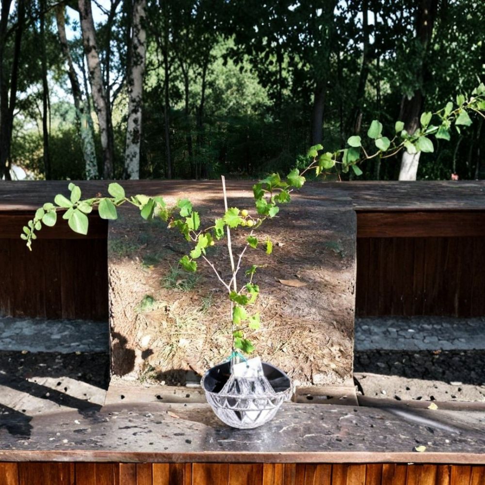 Light Scuppernong Muscadine Grape Vine – Vitis rotundifolia Live Plant | 2 Gallon Size with Healthy Roots