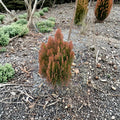 Morgan Arborvitae Thuja orientalis ‘Morgan’ – Live Golden Orange Evergreen Shrub in 4 Inch Pot