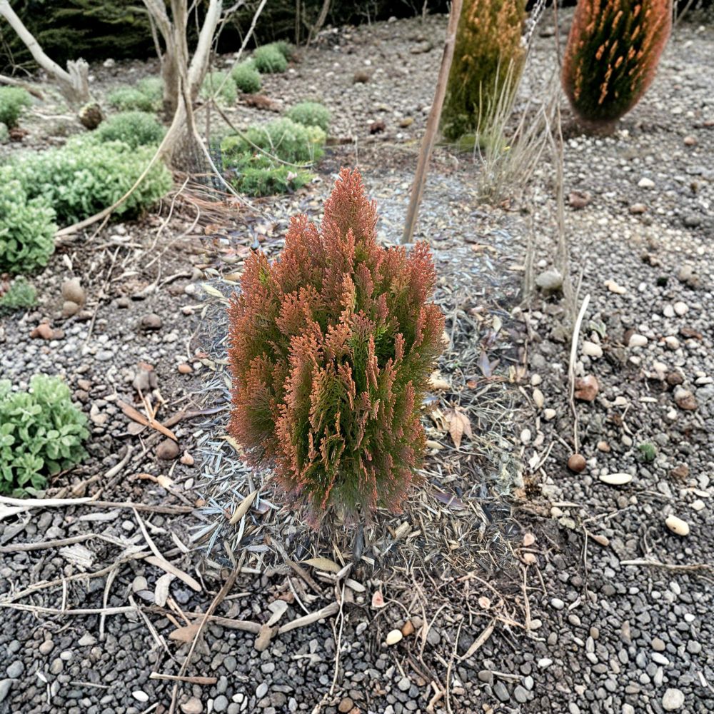 Morgan Arborvitae Thuja orientalis ‘Morgan’ – Live Golden Orange Evergreen Shrub in 4 Inch Pot