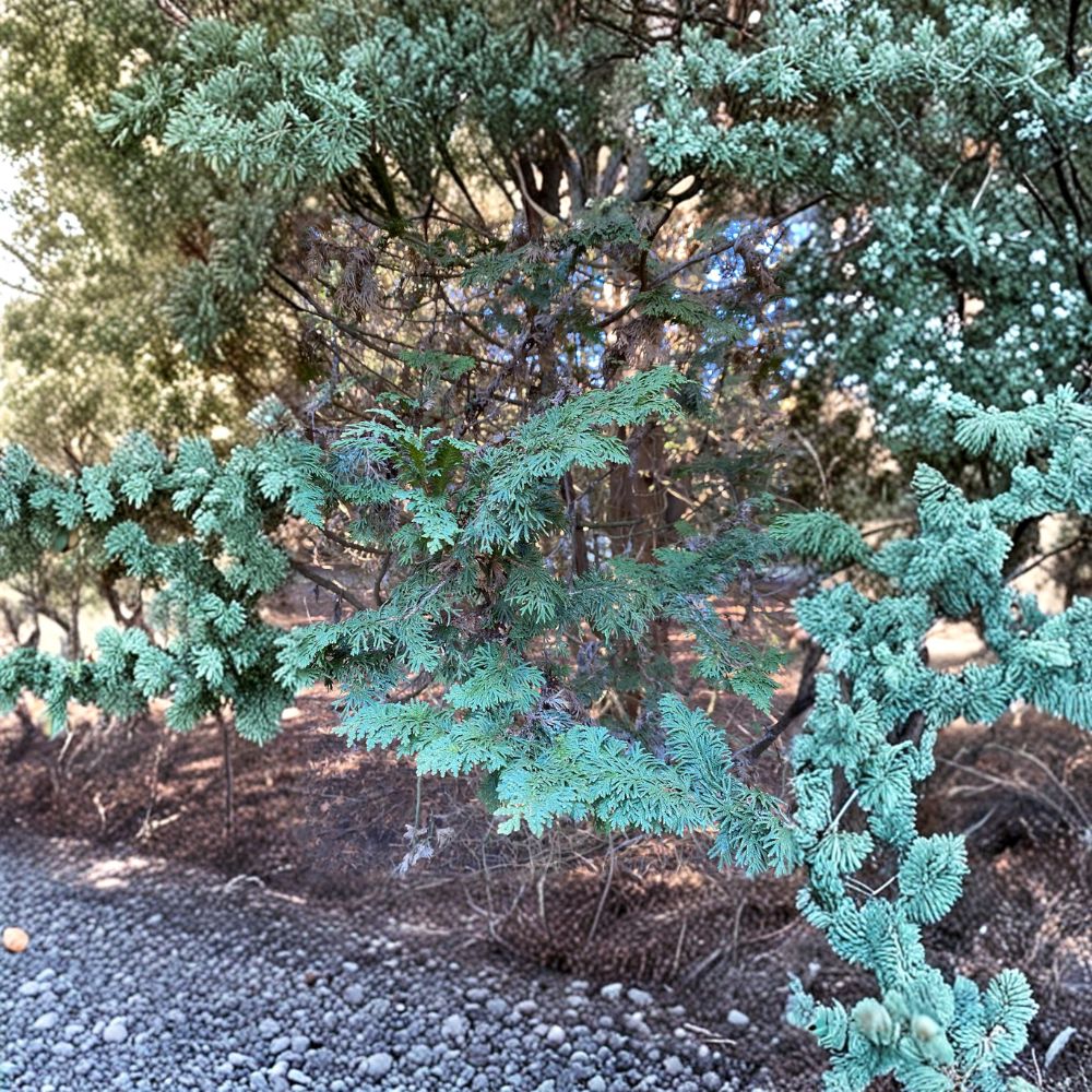 Mastersii Arborvitae Live Evergreen Conifer in Quart Pot | Thuja occidentalis Hardy Landscape Tree