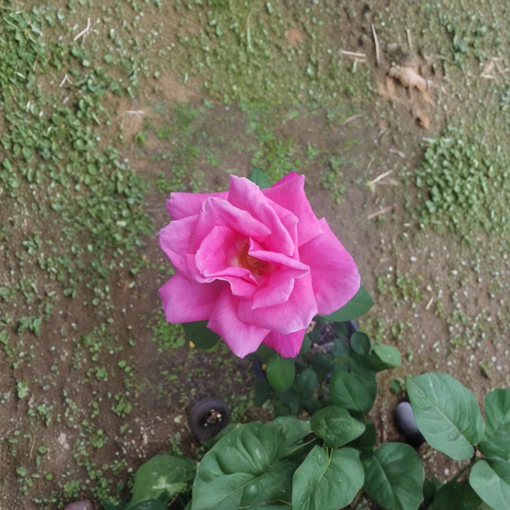 Perfume Delight Hybrid Tea Rose - 2 Gallon Live Bush Plant with Fragrant Pink Blooms