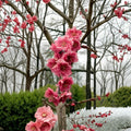 Crimson Cascade Weeping Flowering Peach Tree – Prunus persica Live Tree 4-6 Feet Tall