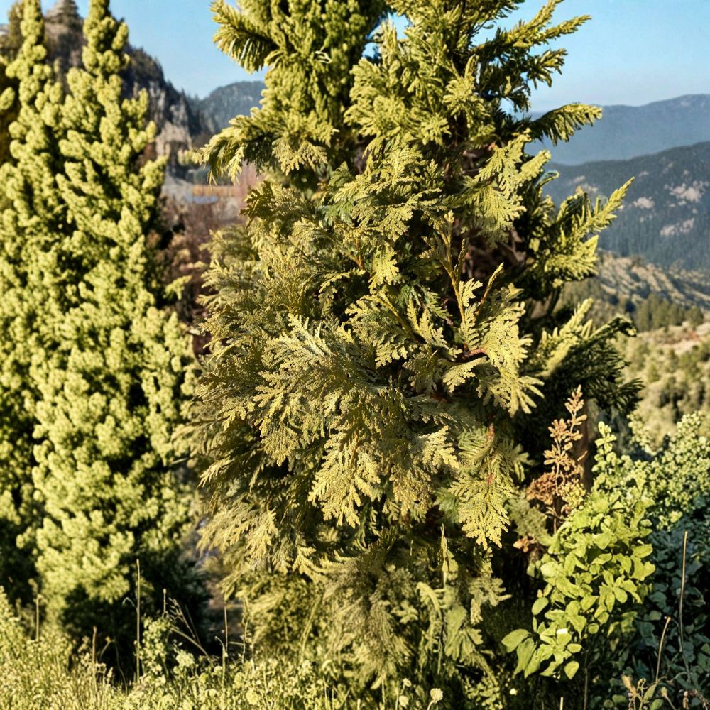 Wareana Lutescens Arborvitae – Live Golden Evergreen Conifer in Quart Pot | Thuja occidentalis