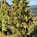 Wareana Lutescens Arborvitae – Live Golden Evergreen Conifer in Quart Pot | Thuja occidentalis