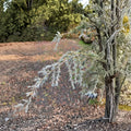 Cedrus deodara 'Sander's Blue' – 12 Inch Deodar Cedar in 1 Gallon Pot | Weeping Blue Evergreen Conifer