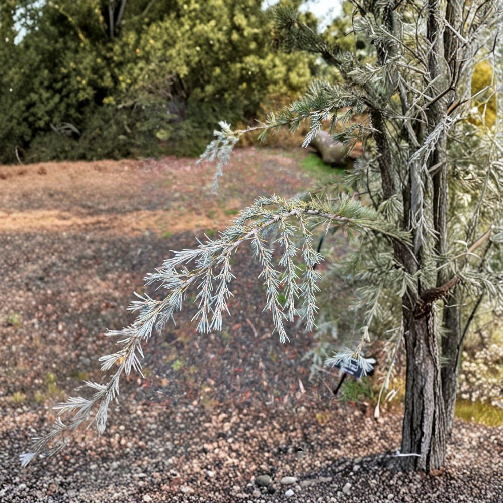 Cedrus deodara 'Sander's Blue' – 12 Inch Deodar Cedar in 1 Gallon Pot | Weeping Blue Evergreen Conifer