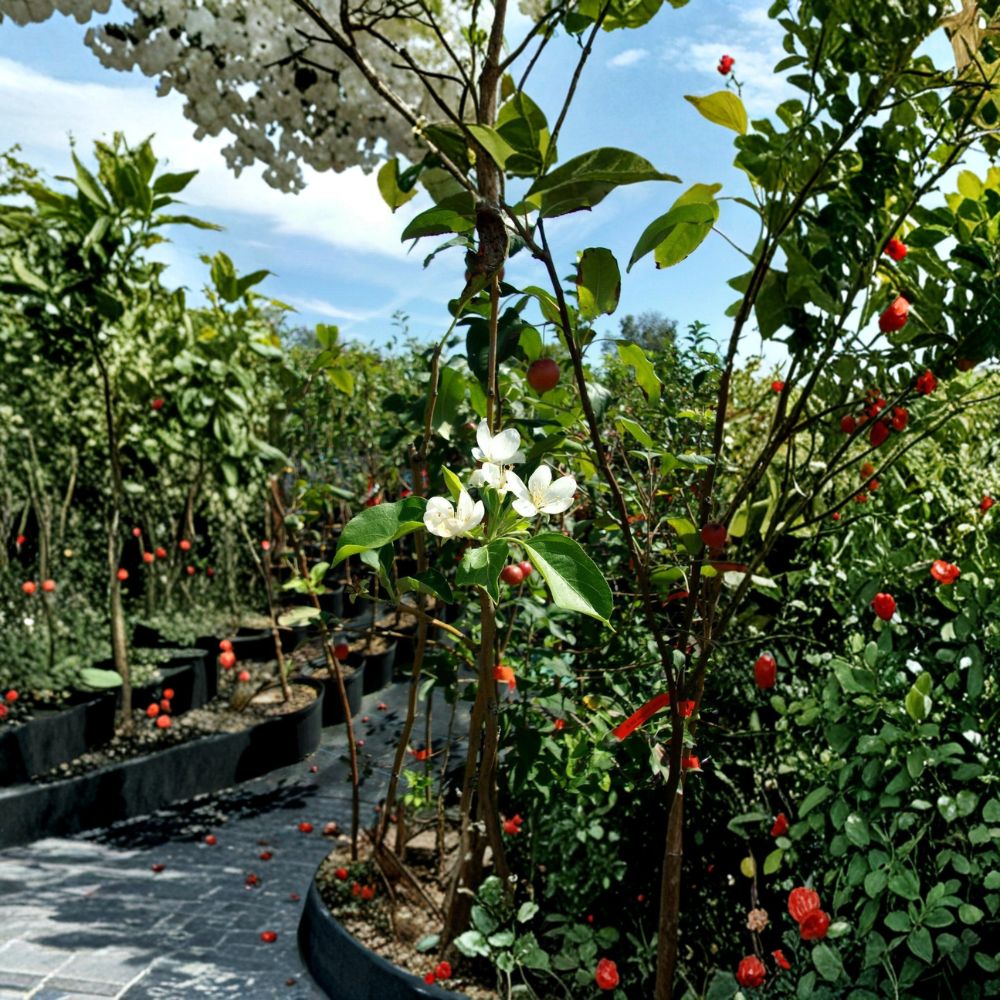 Dolgo Crabapple Tree – Malus 'Dolgo' Live Fruit Tree | 4–6 Feet Tall | Cold Hardy Backyard Orchard