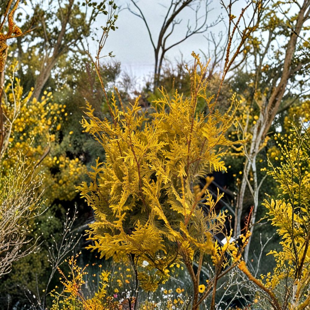 Lutea Arborvitae Live Golden Evergreen Tree | Quart Pot Thuja occidentalis ‘Lutea’